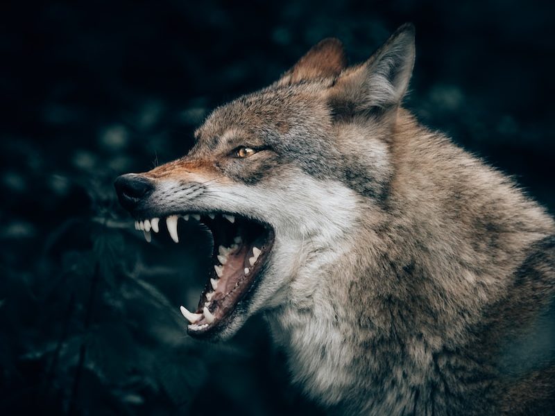 wolf with open mouth